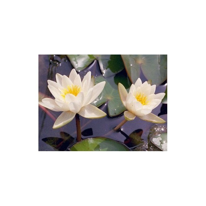 Pond Plants Candida Lily 3.5L Potted