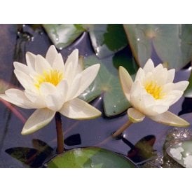 Candida Lily 3.5L Potted