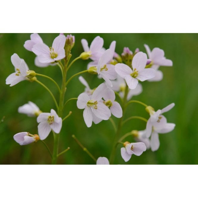 Pond Plants Cardamine Pratensis Potted