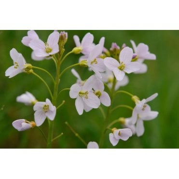 Cardamine Pratensis Potted