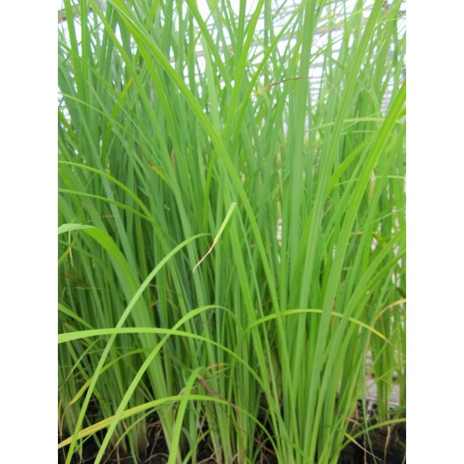 Pond Plants Carex Acuta Potted