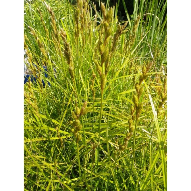 Pond Plants Carex Muskingumensis Potted