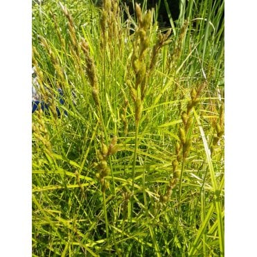 Carex Muskingumensis Potted