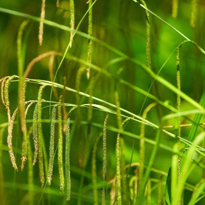 Pond Plants Carex Pendula Potted