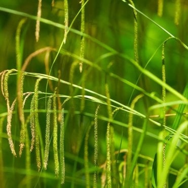 Carex Pendula Potted