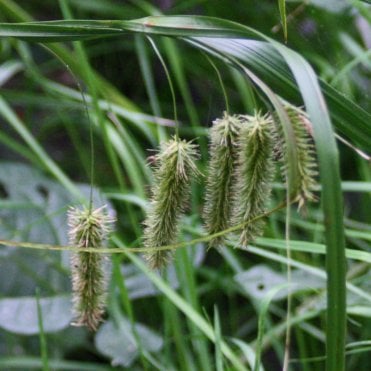 Carex Pseudocyperus Potted
