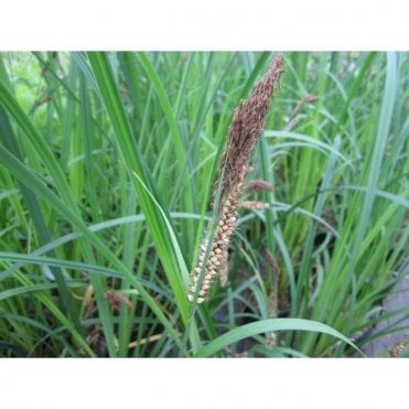 Carex Riparia Potted