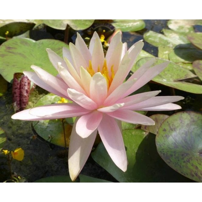 Pond Plants Catchwater Dream Lily 3.5L Potted