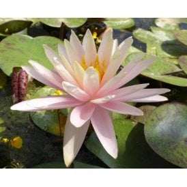 Catchwater Dream Lily 3.5L Potted