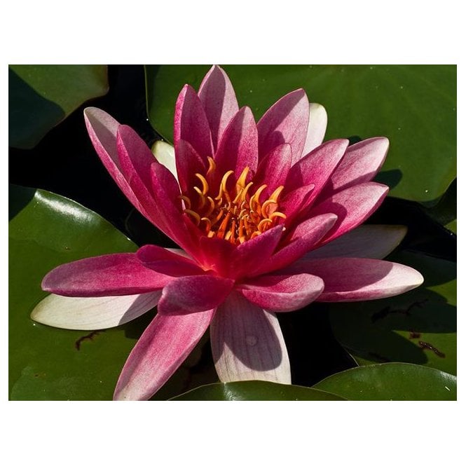 Pond Plants Charles De Meurville Lily 3.5L Potted
