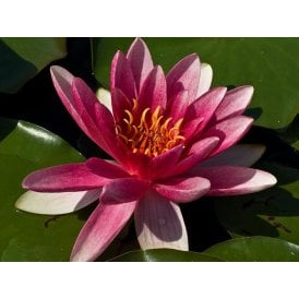 Charles De Meurville Lily 3.5L Potted