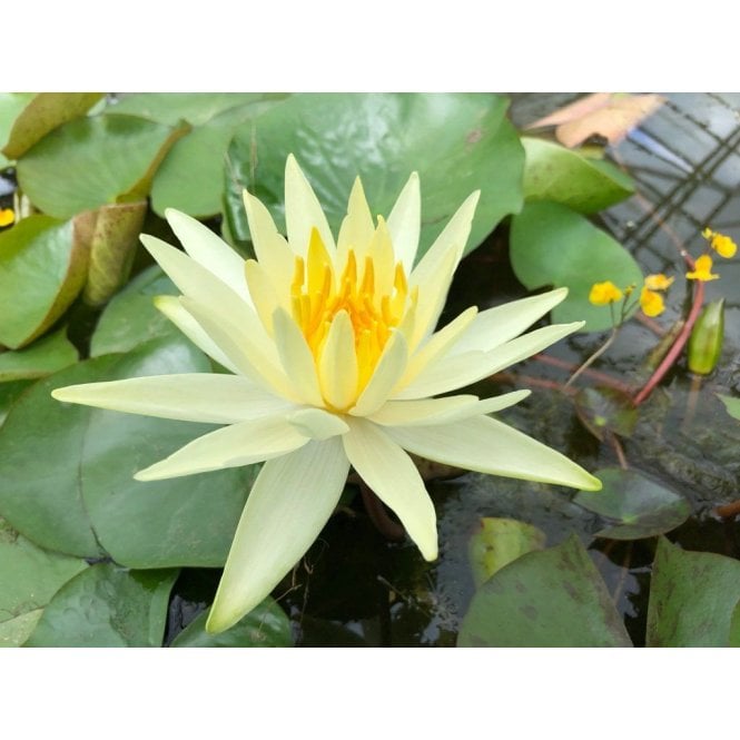 Pond Plants Colonel A J Welch Lily 3.5L Potted