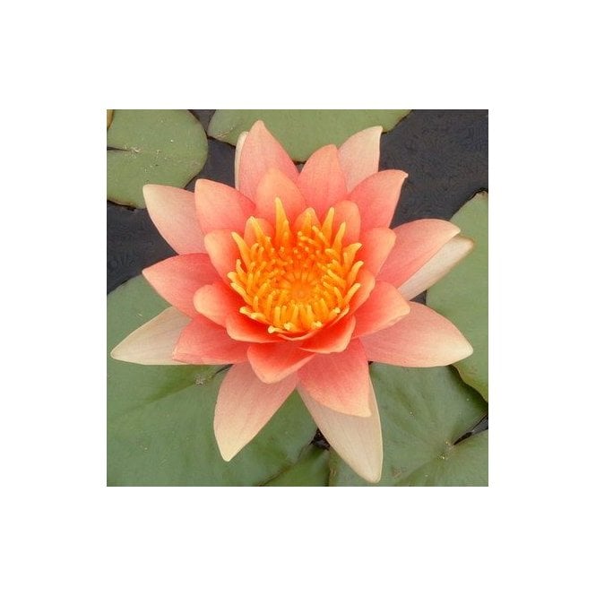 Pond Plants Comanche Lily 3.5L Potted