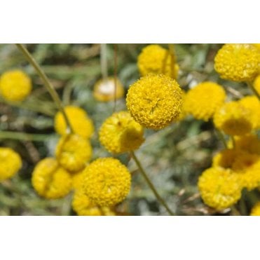 Cotula Coronopifolia Potted