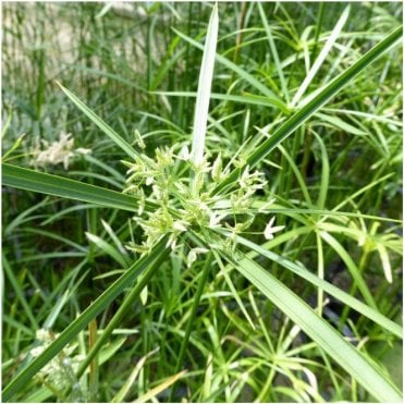 Cyperus Alternifolius Potted