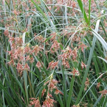 Cyperus Longus Potted