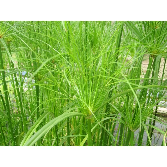 Pond Plants Cyperus Papyrus Percamenthus Potted