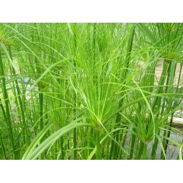 Pond Plants Cyperus Papyrus Percamenthus Potted