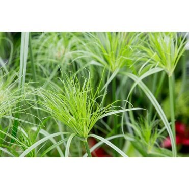Cyperus Papyrus Potted