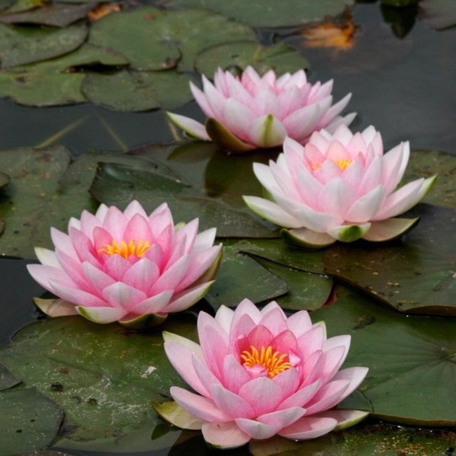 Pond Plants Darwin (Hollandia) Lily 3.5L Potted