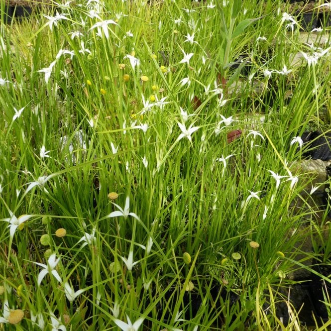 Pond Plants Dichromena Colorata Potted