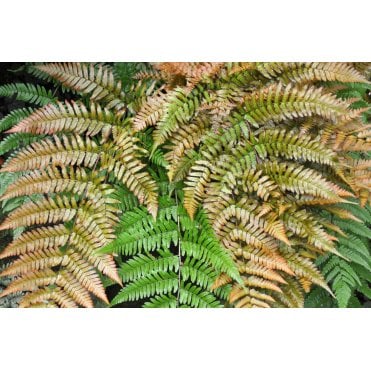 Dryopteris Erythrosora Potted