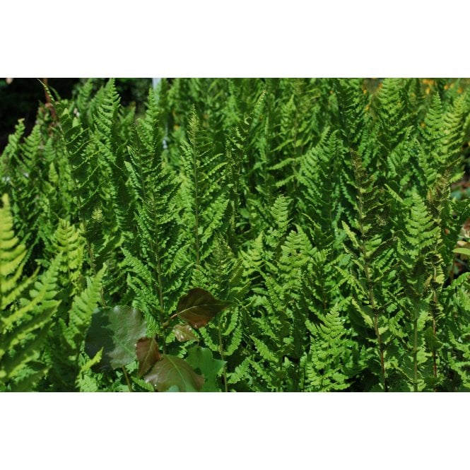 Pond Plants Dryopteris Filix-Mas Potted
