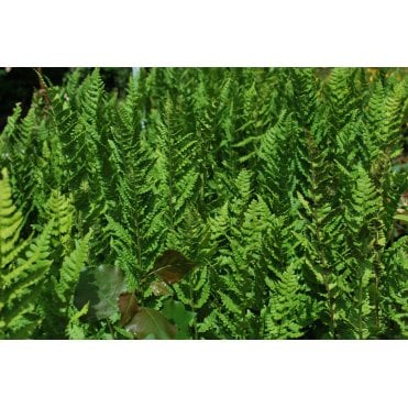 Dryopteris Filix-Mas Potted