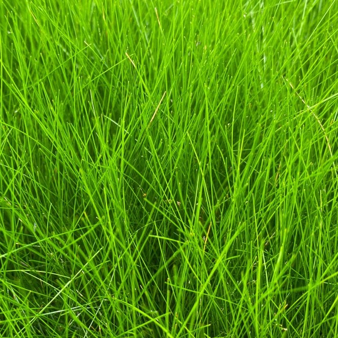 Pond Plants Eleocharis Acicularis Potted