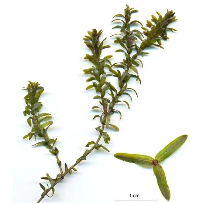 Pond Plants Elodea Canadensis Bunch