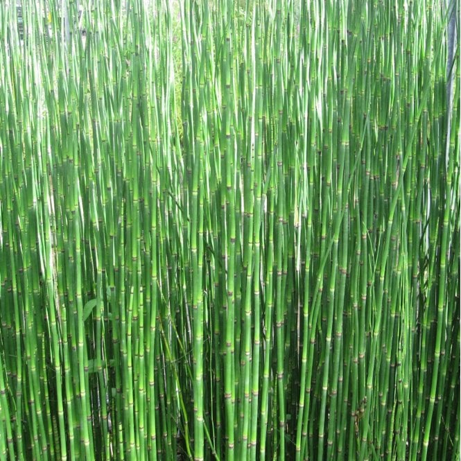Pond Plants Equisetum Hyemale Potted