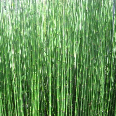 Equisetum Hyemale Potted