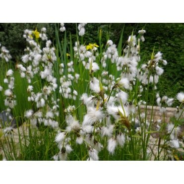 Eriophorum Angustifolium Potted