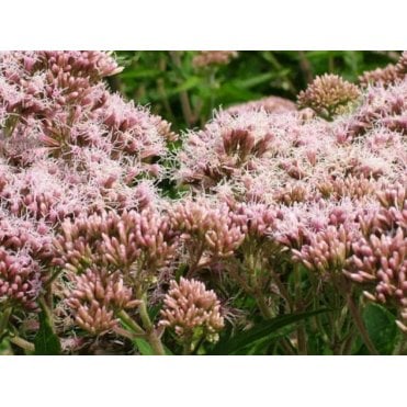 Eupatorium Cannabinum Potted
