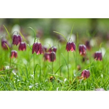 Fritillaria Meleagris Potted
