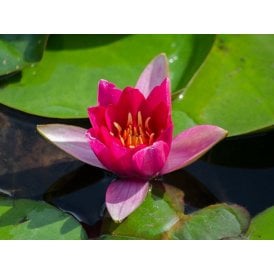 Froedelii Lily 3.5L Potted