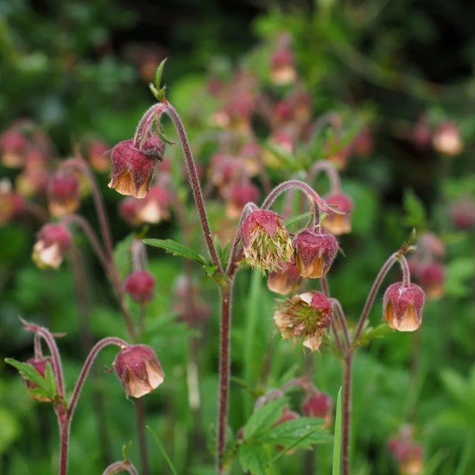 Pond Plants Geum Rivale Potted