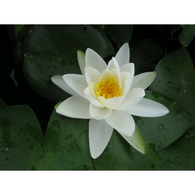 Pond Plants Gladstoniana Lily 3.5L Potted