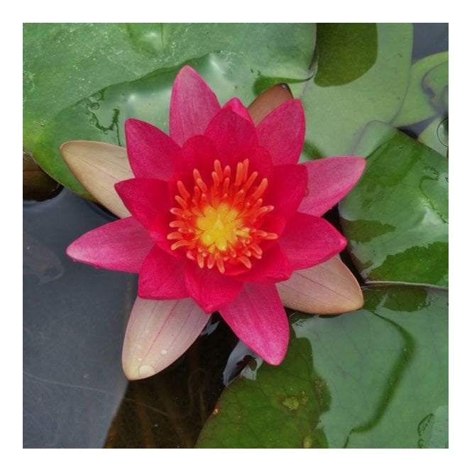 Pond Plants Gloriosa Lily 3.5L Potted