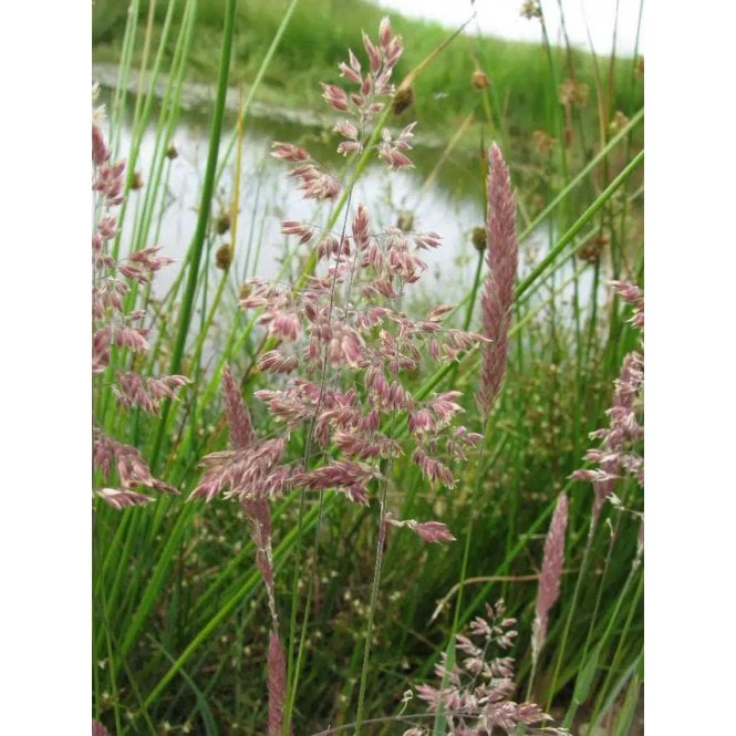 Pond Plants Glyceria Maxima Potted