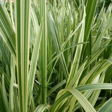 Glyceria Maxima Variegata Potted