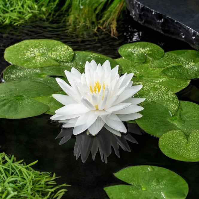 Pond Plants Gonnere Lily 3.5L Potted