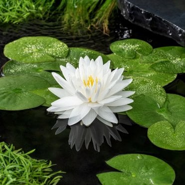 Gonnere Lily 3.5L Potted