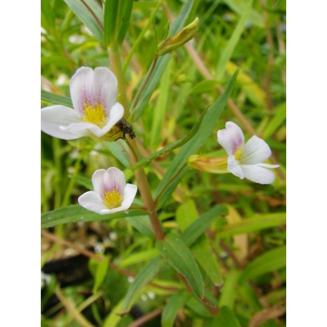Pond Plants Gratiola Officinalis Potted