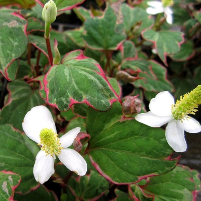 Pond Plants Houttuynia Cordata 'Boo Boo' Potted