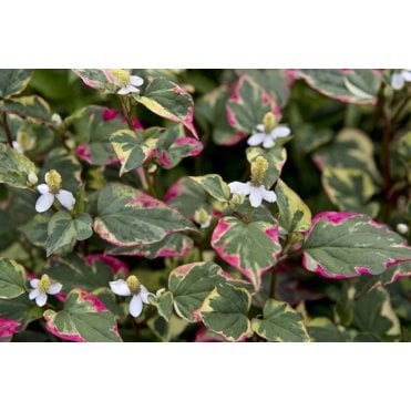 Houttuynia Cordata 'Chameleon' Potted