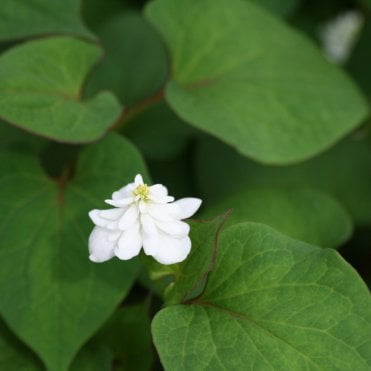 Houttuynia Cordata 'Plena' Potted