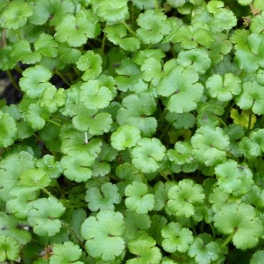 Hydrocotyle Nova Zealand Potted