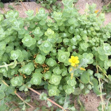 Hypericum Elodes Potted