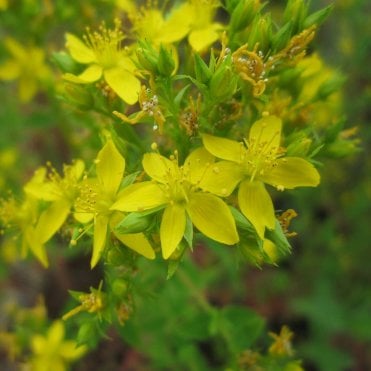 Hypericum Tetrapterum Potted